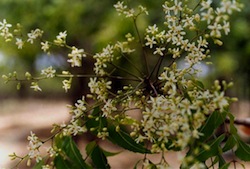 neem-oil-scabies